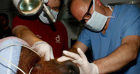 Orangutan zoo work, Durrell Zoo by Silver Fern Dental, dentist, Jersey